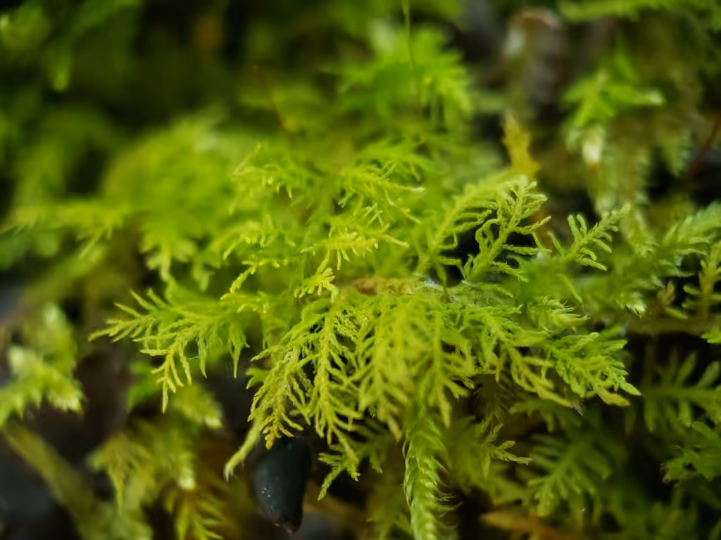 Lesser Tamarisk-moss, photo 3 of 5