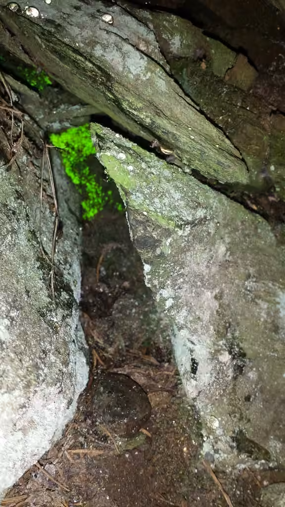 Luminous Moss, photo 2 of 5