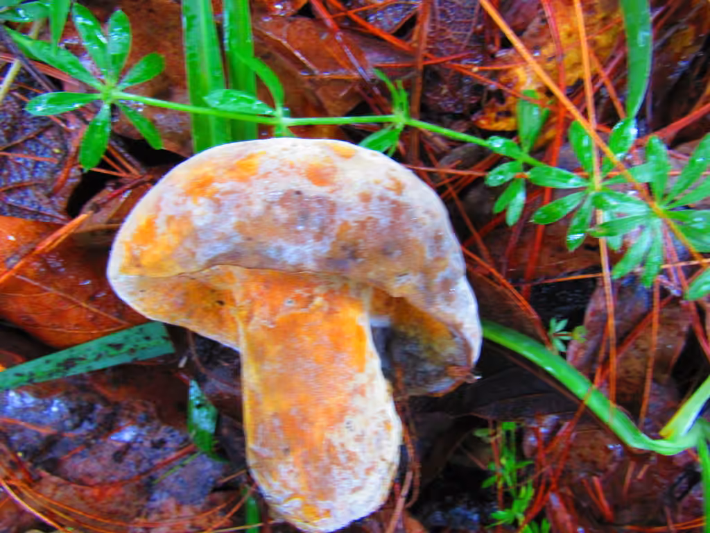 Dermatose des bolets, photo 2 sur 5