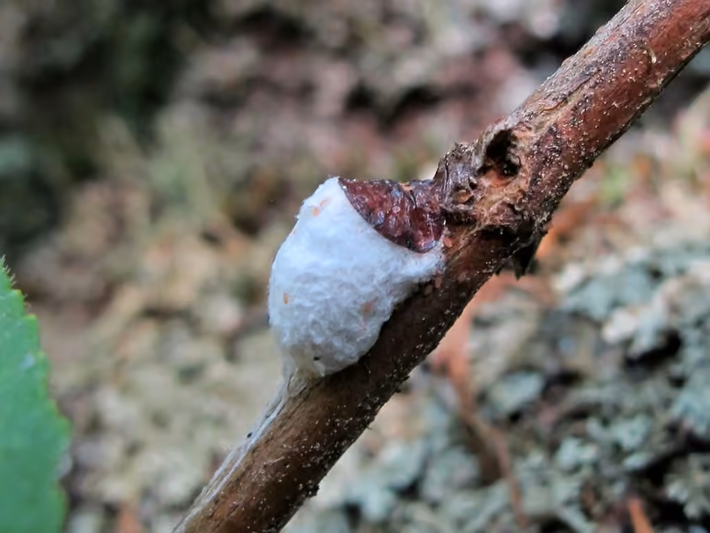Cottony Maple Scale, photo 3 of 5