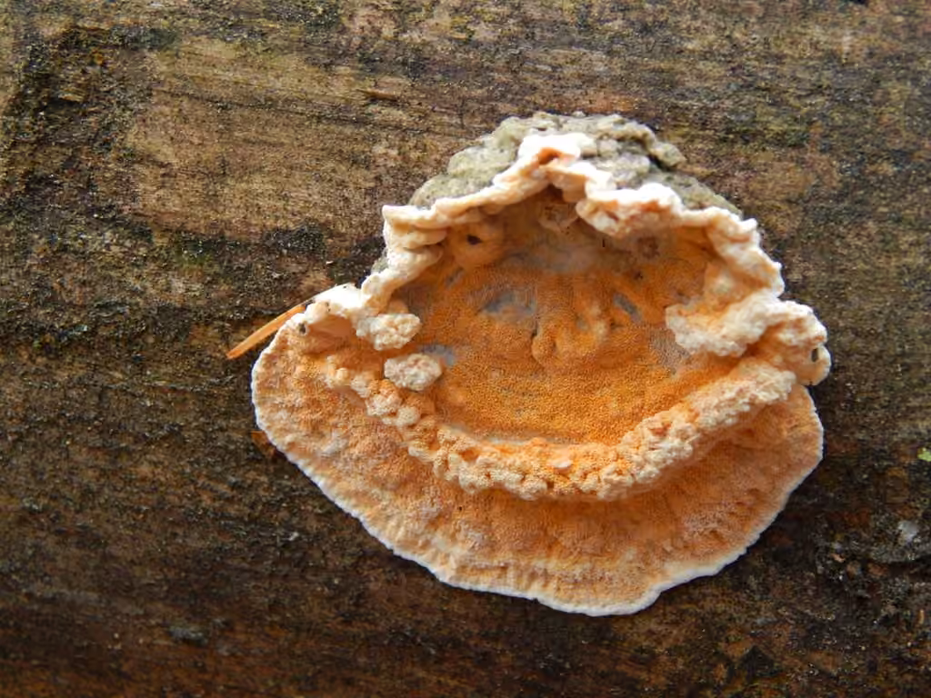 Tramète saumonée