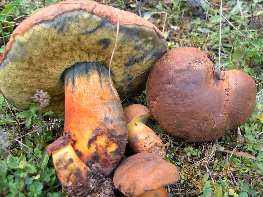 Ink stain bolete, photo 3 of 5