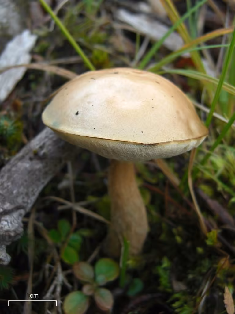 Bolet blanc des marais
