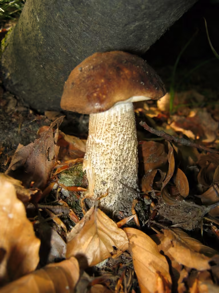Slate Bolete, photo 2 of 3