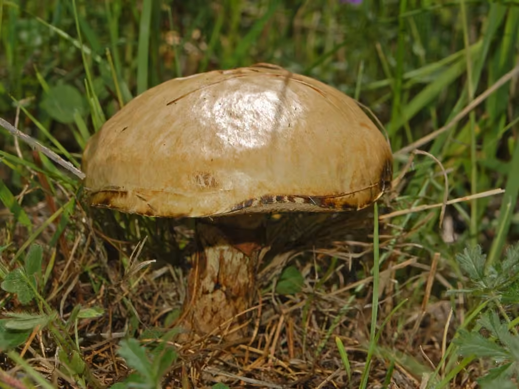 Bolet gris des mélèzes, photo 2 sur 5