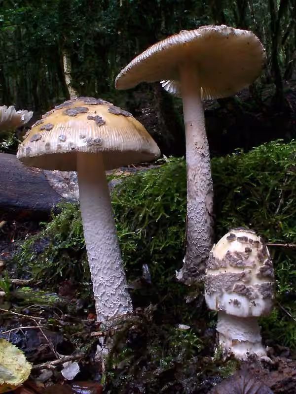 Snakeskin Grisette, photo 2 of 5