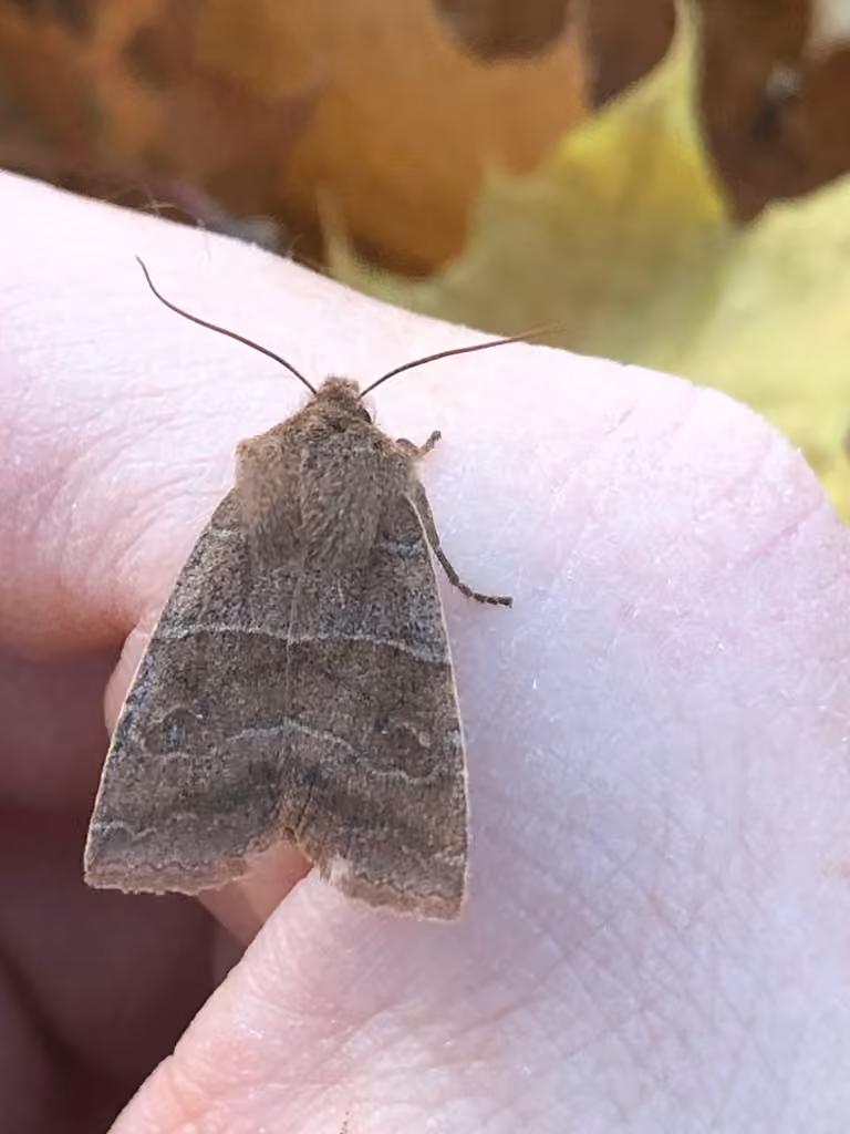Morrison's Sallow, Adulte
