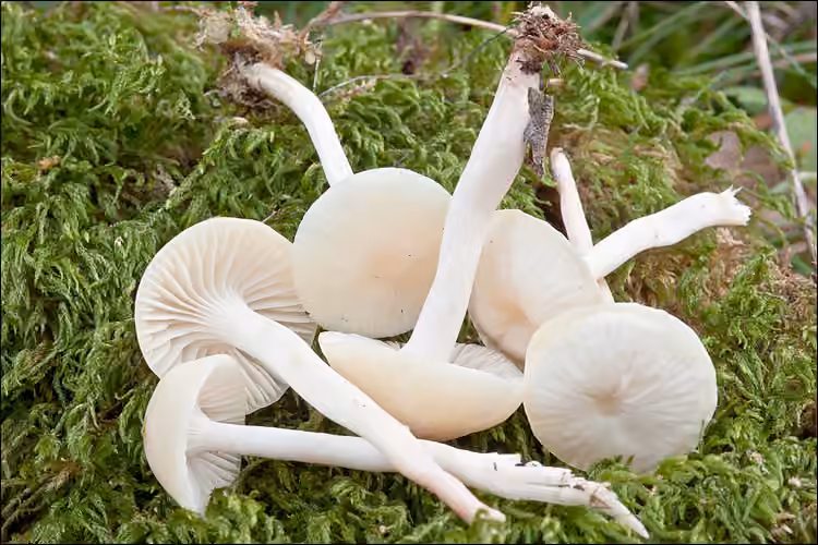 Hygrophore blanc de neige