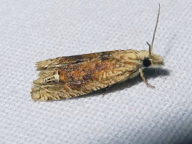 Pale-headed Eucosma Moth, photo 1 sur 5