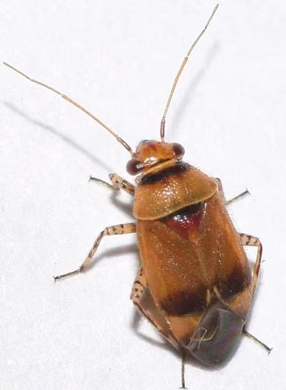 Plant bug, photo 1 of 5