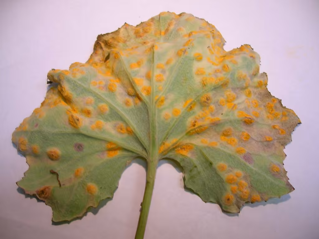 Coltsfoot Gall Rust