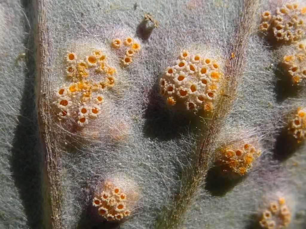 Coltsfoot Gall Rust, photo 2 of 5