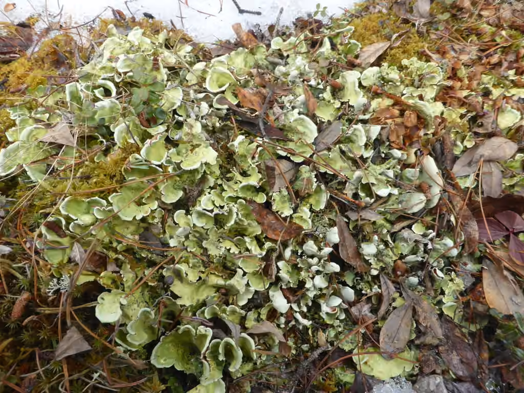 Néphrome arctique