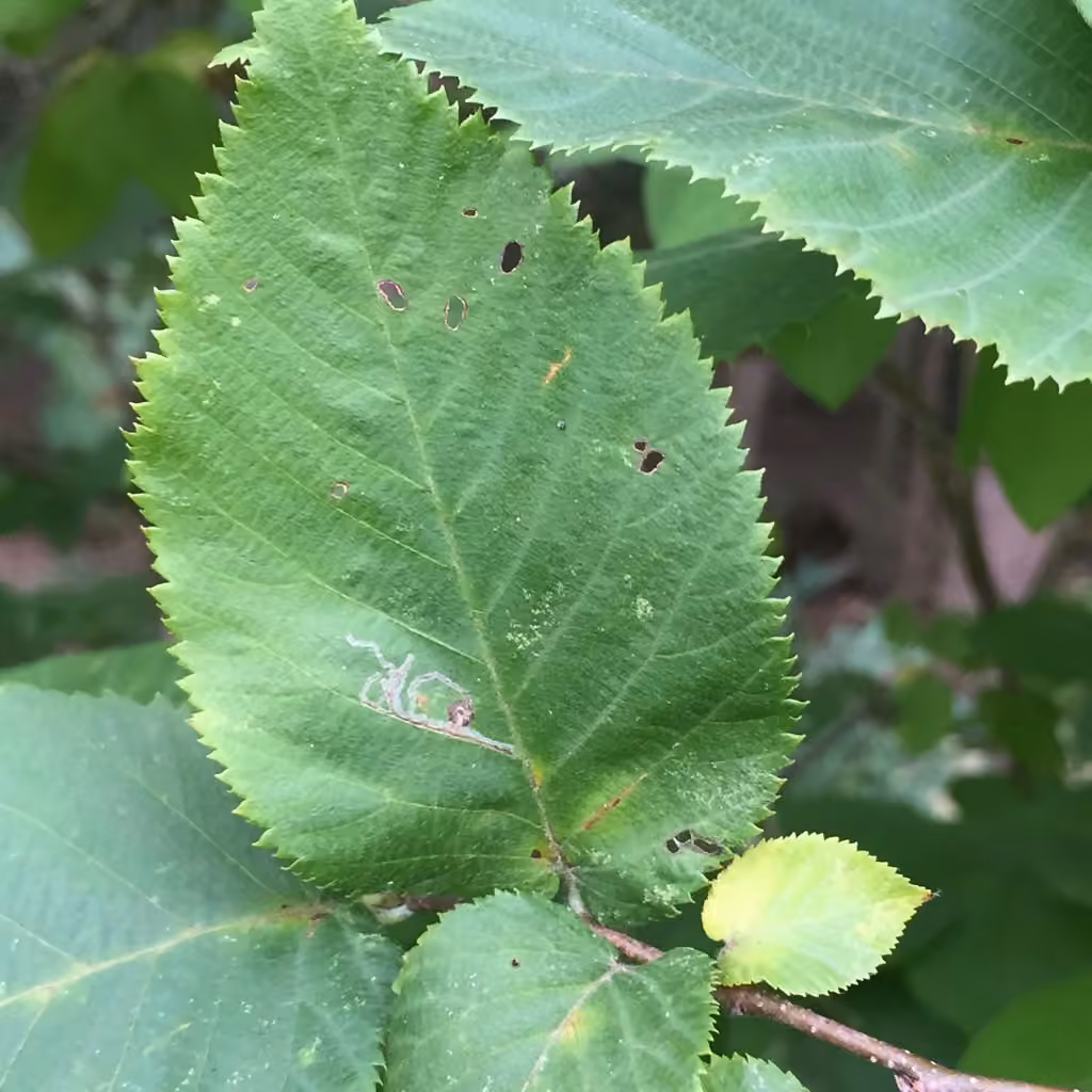 Ironwood Leafcone Moth, Mine