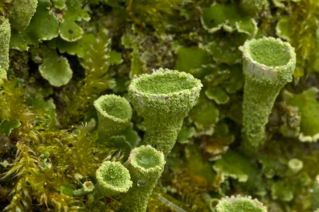 Humble Pixie-cup Lichen, photo 1 of 5