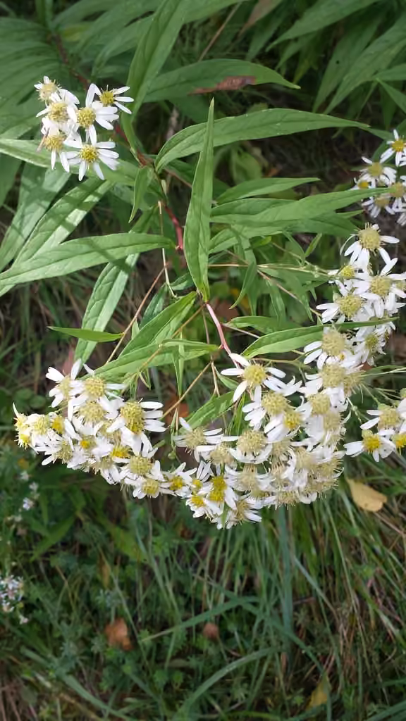 Aster à ombelles, En fleurs