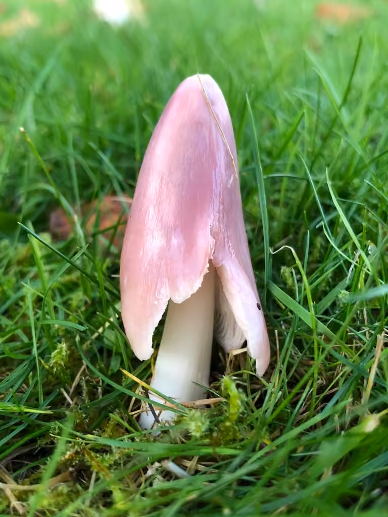 Pink Waxcap, photo 1 of 5