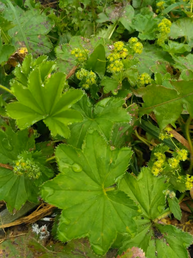 Alchémille grêle, photo 1 sur 1