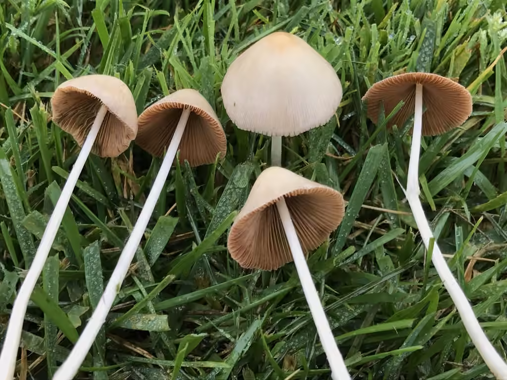 Conocybe mollet