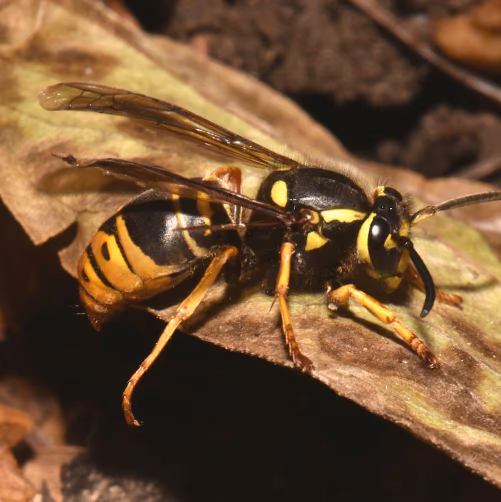 Widow Yellowjacket, photo 3 of 5