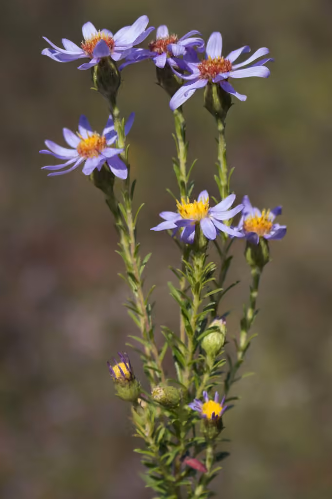 Aster à feuilles de linaire, photo 1 sur 5