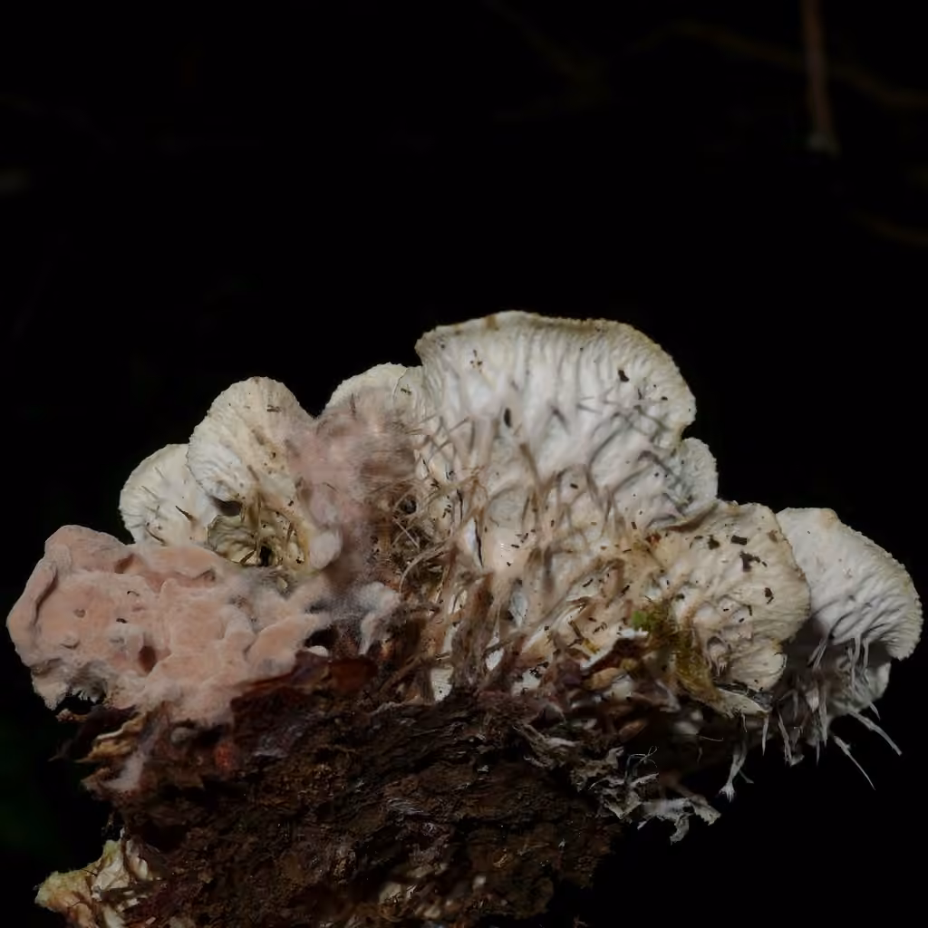 Felt lichen, photo 3 of 5