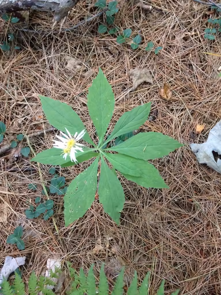 Whorled wood aster, In flower
