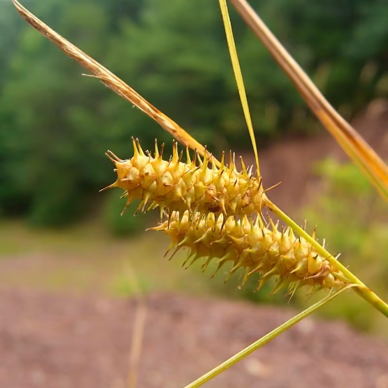 Carex de Bailey, photo 1 sur 5