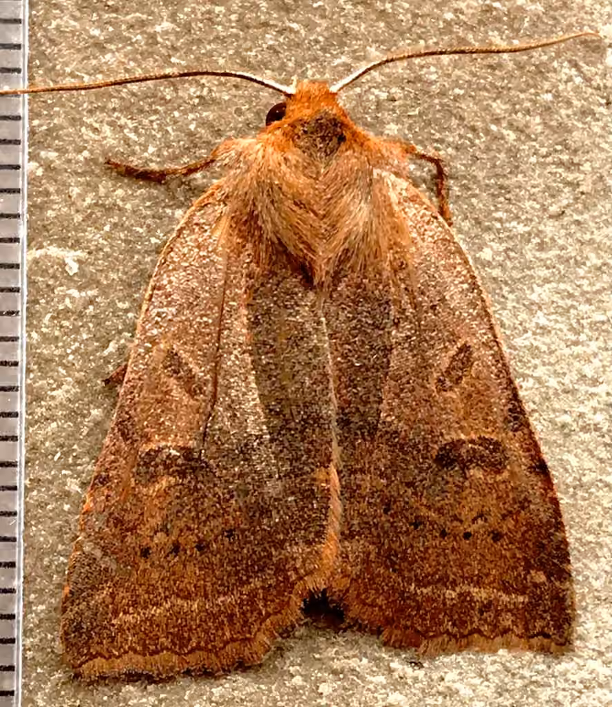 Sloping Sallow, Adulte