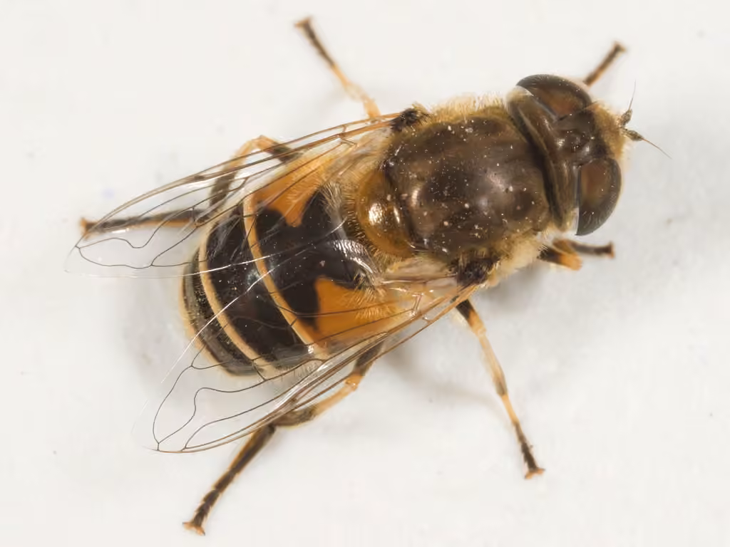 Eurasian Drone Fly, photo 1 of 5