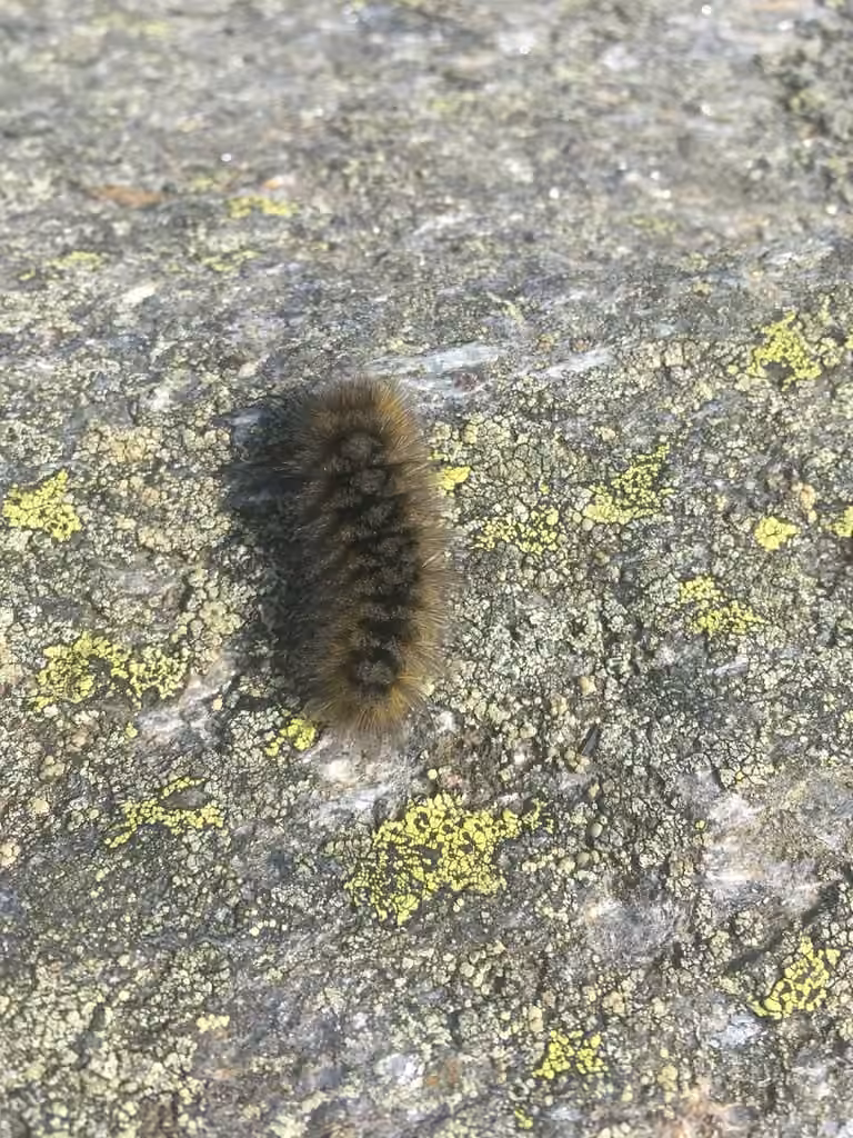 Ross' Tussock Moth, Caterpillar