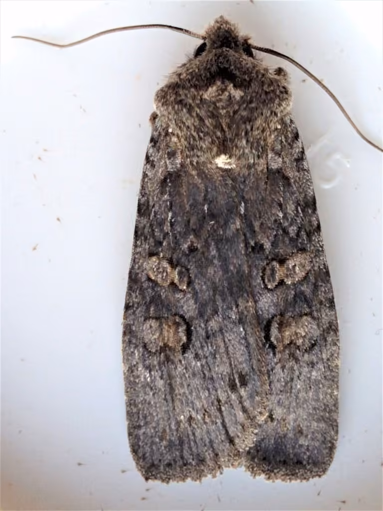 Broad Ashen Pinion, Adult