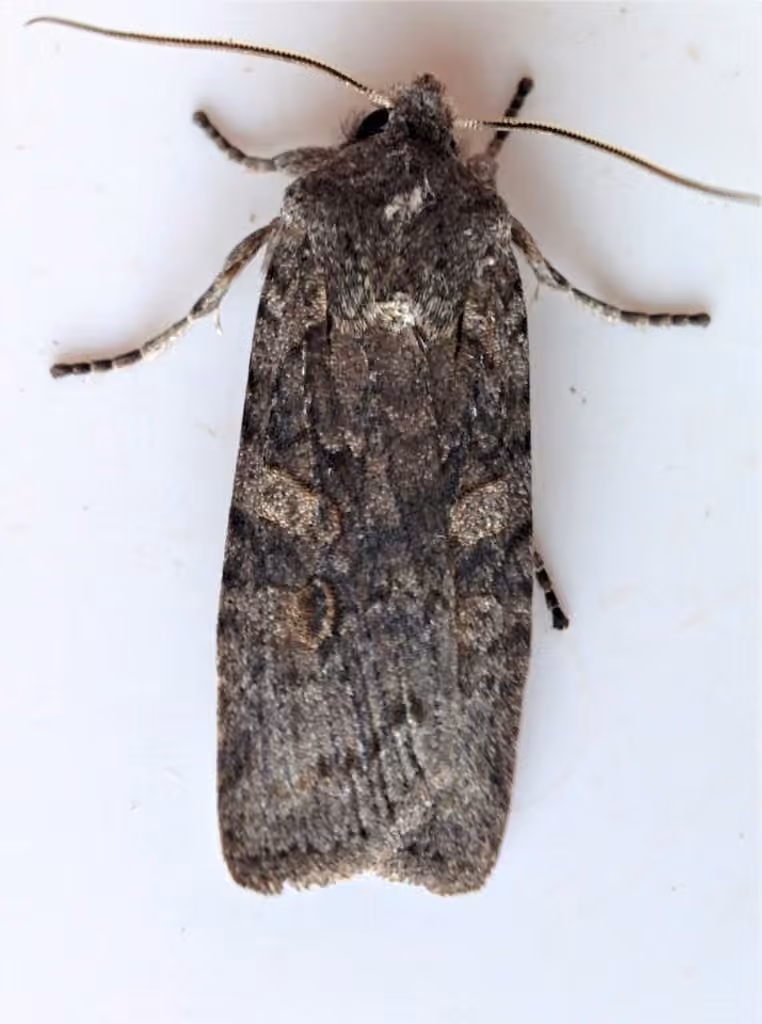 Broad Ashen Pinion, Adult