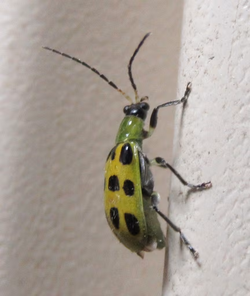 Spotted Cucumber Beetle, Adult