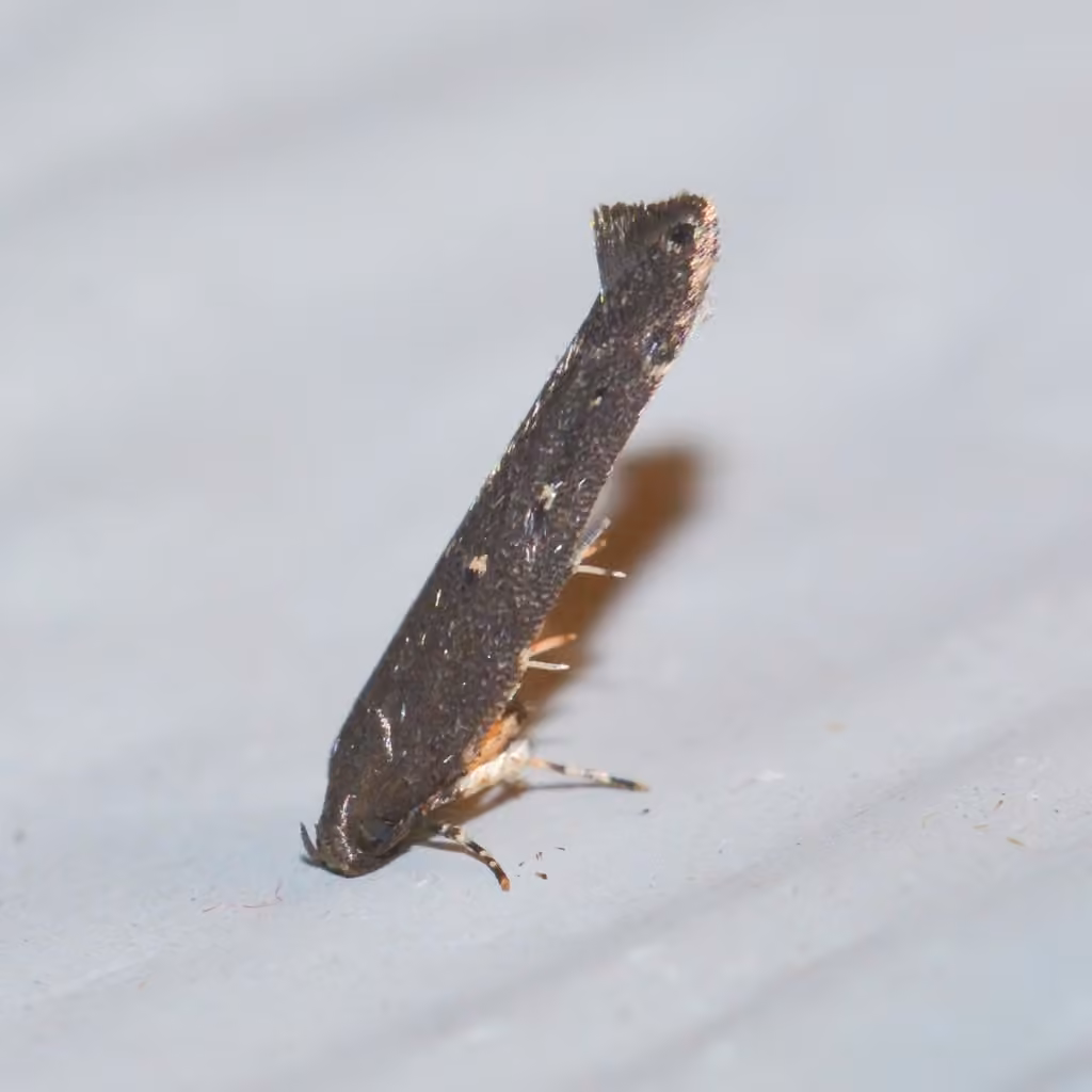 Gray Perimede Moth, Adulte