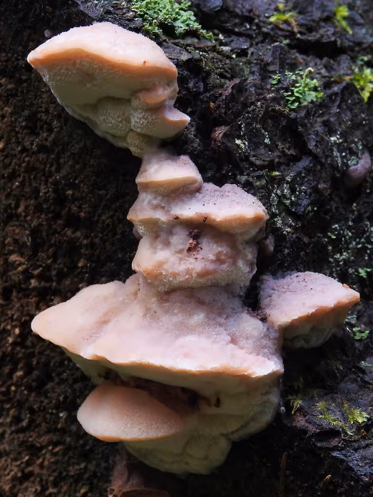 Polypore mou, photo 1 sur 5