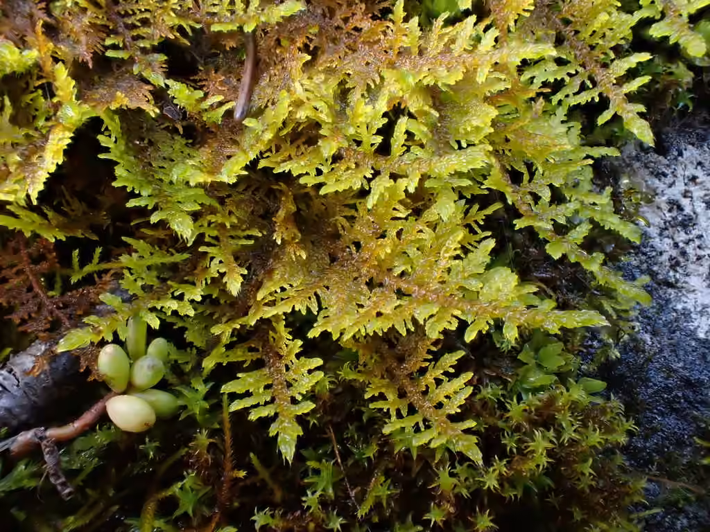Thuidie à feuilles acuminées