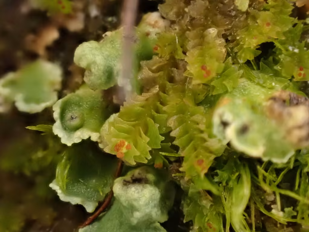 Horned Notchwort, photo 2 of 5