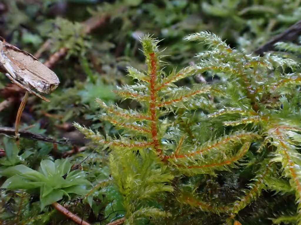 Scarce Turf-moss, photo 3 of 5