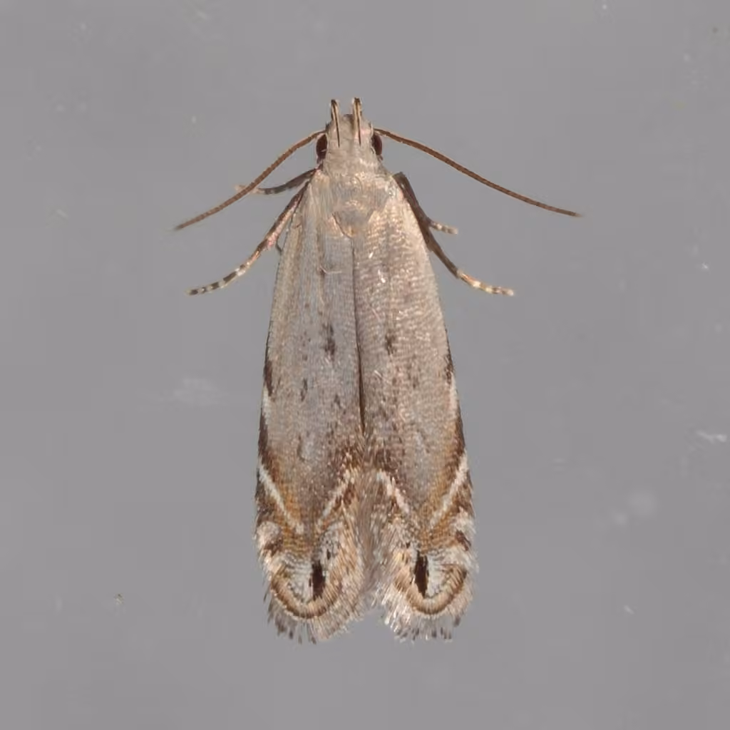 Music-loving Moth