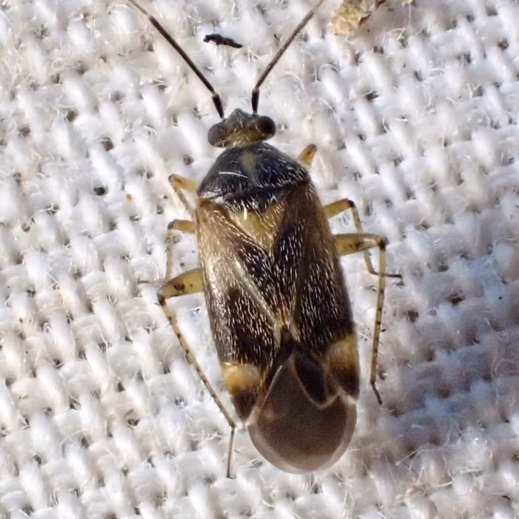 Plagiognathus politus