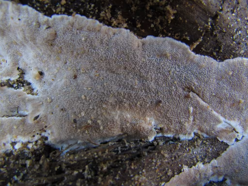 Cinereomyces lindbladii, photo 3 of 5