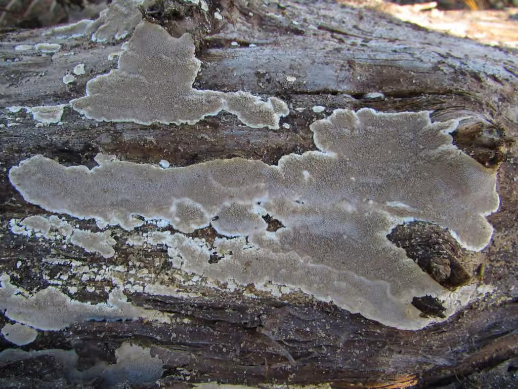 Cinereomyces lindbladii