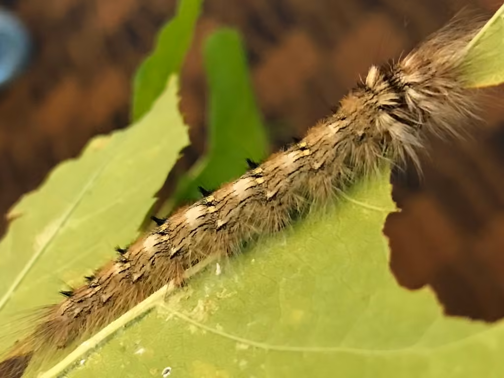Angel Moth, Chenille