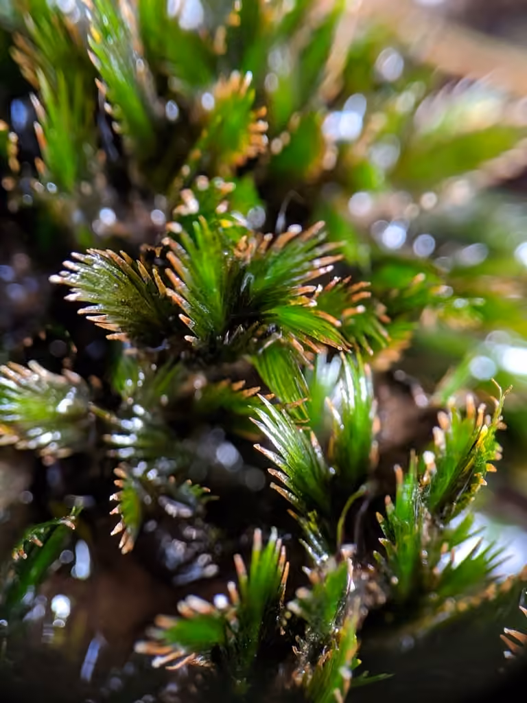 Largeleaf fissidens moss, photo 2 of 5
