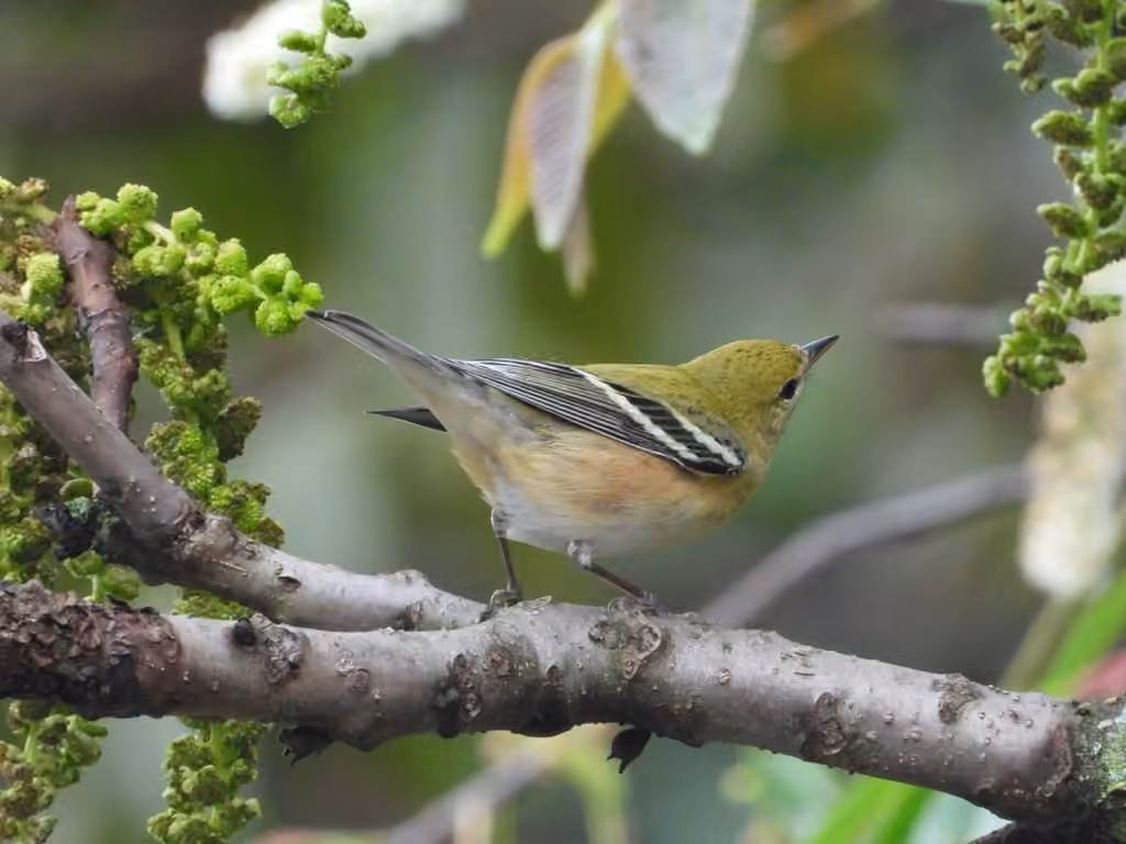 Bay-breasted Warbler, photo 1 of 5