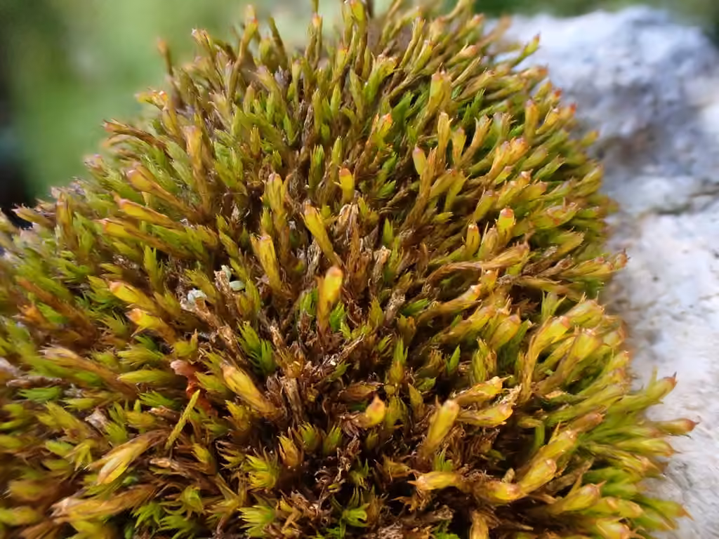 Dupret's Grimmia