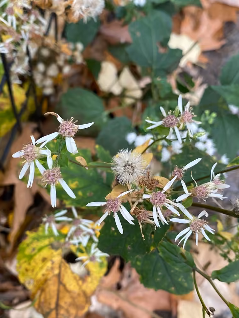 Aster à rameaux étalés, En fruits