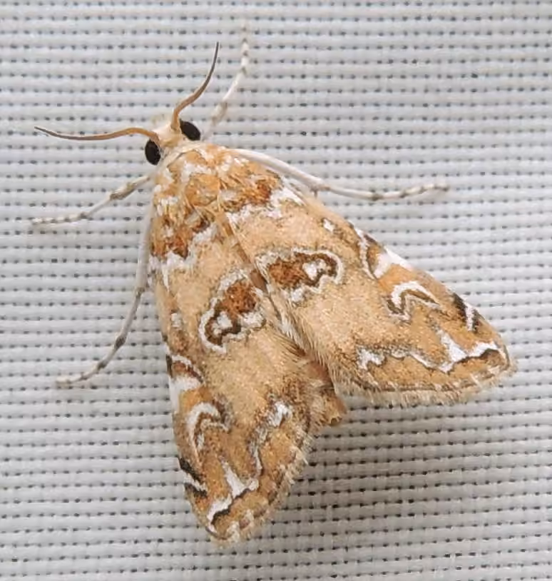 Waterlily Borer Moth, photo 1 sur 5