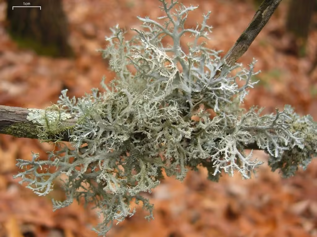 Pseudévernie associée, photo 3 sur 5